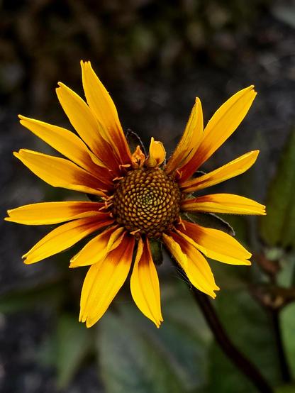 New bloom of a yellow false sunflower with a fiery red ring in the center, some of the petals have not fully opened yet.