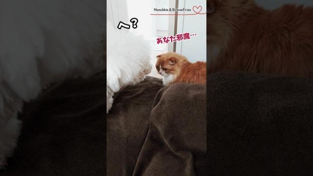 【マンチカン＆ビションフリーゼ】空気が読めないもふ犬にキレる女王猫 【犬と猫、両方飼ってると毎日かわいい♥】