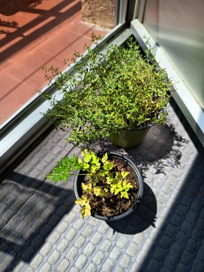 Una fotografía de dos plantas sobre una alfombra de color gris con relieves rectagulares. Las plantas están cerca de una ventana donde hay un balcón. La planta de más arriba es tomillo y la de abajo es perejil.