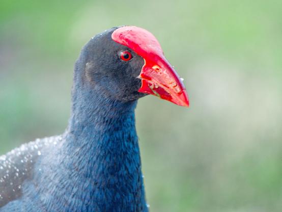 A close up photograph of an Australian purple swamphen in the rain.
