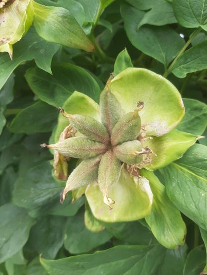 Samen einer Päonie/Pfingstrose