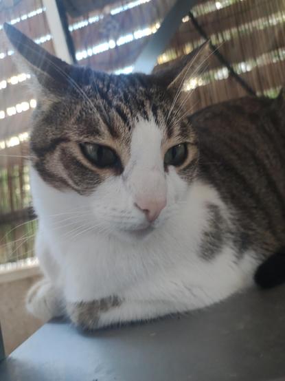 #Anarchodiva #Rallou on edge on an alleged #Caturday #CatsOfMastodon
The image features a cat with a white and gray coat, sitting on a gray surface. The cat has a distinctive pattern of dark brown and black stripes on its head and back, with a white face, chest, and paws. Its eyes are a striking green, and it has a pink nose. The cat's ears are pointed and alert, with visible white whiskers. The background shows a bamboo-like structure, suggesting an outdoor or semi-outdoor setting. The lighting is natural, with sunlight filtering through the background, creating a soft, warm ambiance. The cat appears relaxed and is looking slightly to the side, with its body partially visible, showcasing its striped pattern.

Provided by @altbot, generated privately and locally using Ovis2-8B

🌱 Energy used: 0.171 Wh