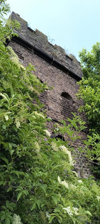 Op sommige stukken zitten een soort torenachtige uitbouwtjes, compleet met kantelen. Sprookjesachtige plaatjes met Doornroosje vibes, hoewel op deze foto vlier bloeit en geen bramen of wilde rozen te zien zijn.