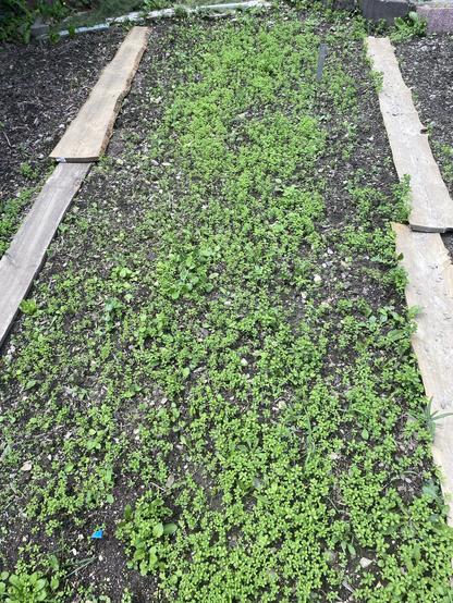 Ein Beet, links und rechts von ungehobelten Brettern als „Weg“ gesäumt. 
Das ganze Beet ist schön grün. Erst wenn man genau hin sieht, merkt man, dass es fast alles Wolfsmilche sind und die wenigen Erbsen kaum zu entdecken sind.