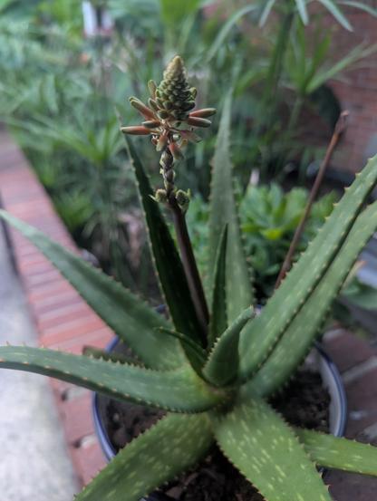 Close up photo of my aloe vera plant beginning to bloom.