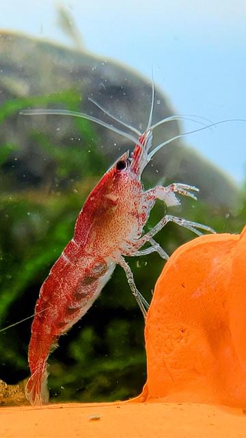 Primer plano de una gambita neocaridina de color rojo posada sobre una decoración de acuario de cerámica naranja.