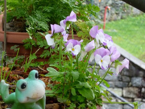 Spring blooms in a pot ; ornamental frog on the container rim is waving

Fiori primaverili con rana ornamentale che saluta sul bordo del contenitore