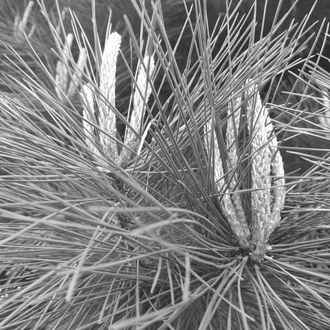 Pining : classic mono photo of long pine cones and needles