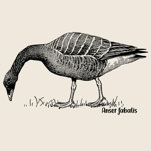 picture shows a black/white-drawing of a Taiga Bean-Goose, Anser fabilis
