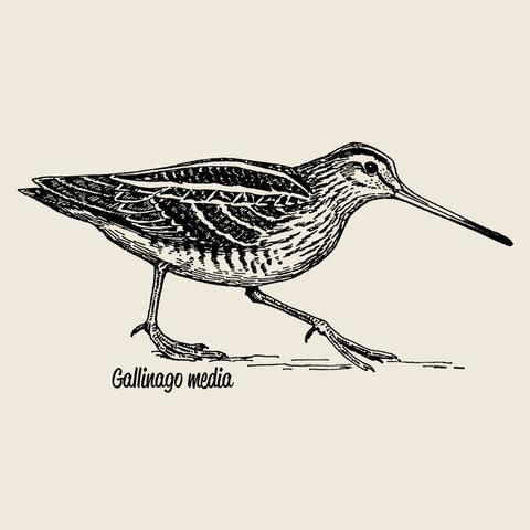 picture shows a black/white-drawing of a Great Snipe, Gallinago media