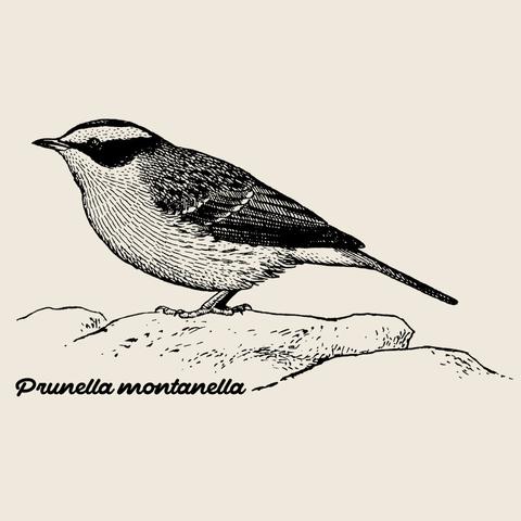 picture shows a black/white-drawing of a Siberian Accentor, Prunella montanella