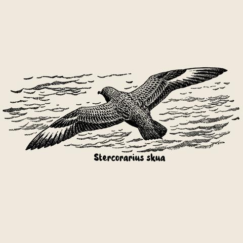 picture shows a black/white-drawing of a Great Skua, Stercorarius skua