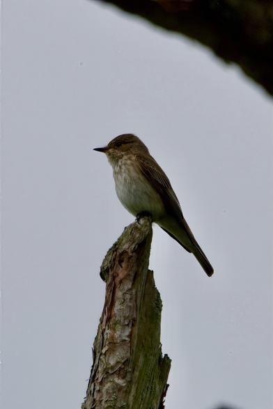 Spotted Flycatcher