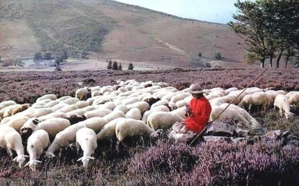Bergère et ses moutons dans les bruyères dans les années 1970.