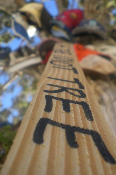 A narrow piece of vertical lumber reads “The Idiot Tree” and above the piece of wood is a small tree filled with baseball-style hats of a variety of colors.