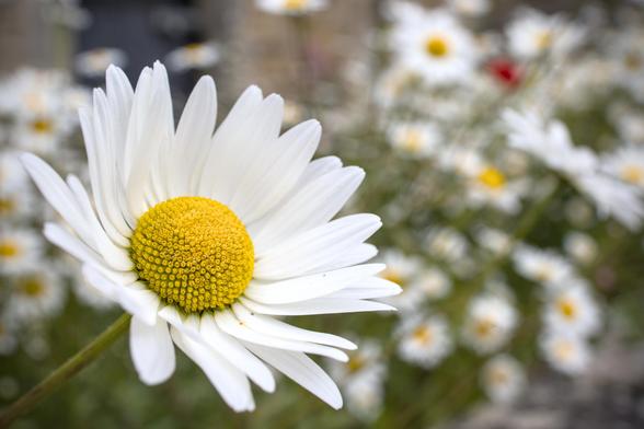 A close up of a daisy like flower. Others can be seen out of focus behind.