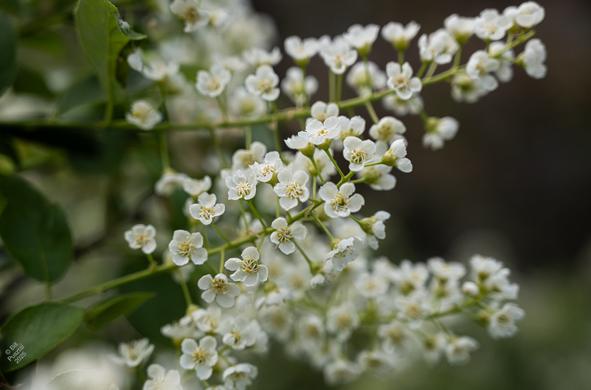 Prunus virginiana, choke cherries. Although I'm slightly dubious about that ID because the flowers are spaced so far apart on the racemes.  Looking at several racemes of tiny white flowers, pretty typical Prunus, most of the way open (stamens still curled up inside the flowers).