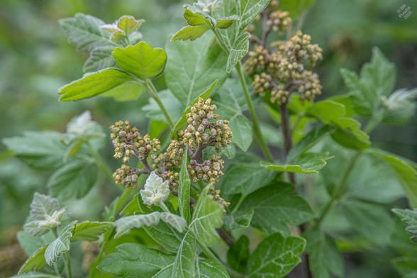 Rhus aromatica, fragrant sumac. Looking at a group of young twigs with fresh green leaves, and two clusters of flower buds, still tightly furled. I'd never seen this species before and was a bit leery cause there's a Poison Oak that looks generally similar (enough that it used to be considered part of Rhus). But as far as I've found this one is OK and is actually used for food.