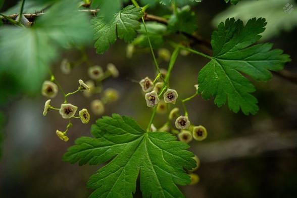 Ribes acerifolium, maple-leaved currant. Closeup on the very small green and red flowers on a loose raceme, among a few of the leaves. A bit of a challenge photographing this one as it seems to prefer the deepest shade.