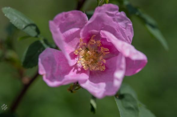 Rosa nutkana, nootka rose. A simple unfurling rose flower, single, deep pink in the center fading to pale pink at the edges, with a boss of stamens in the center, pale yellow as they are not yet mature.