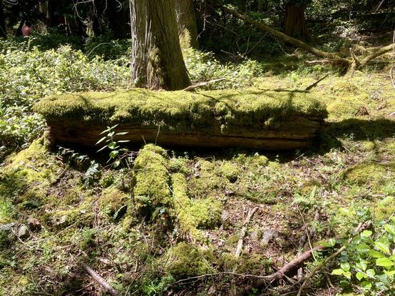 Log with very thick layer of moss on top