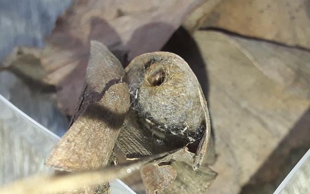 Close-up of a brown moth pupa or cocoon partially opened, with a visible dark eye spot of the emerging insect. The cocoon is attached to dried leaves.
