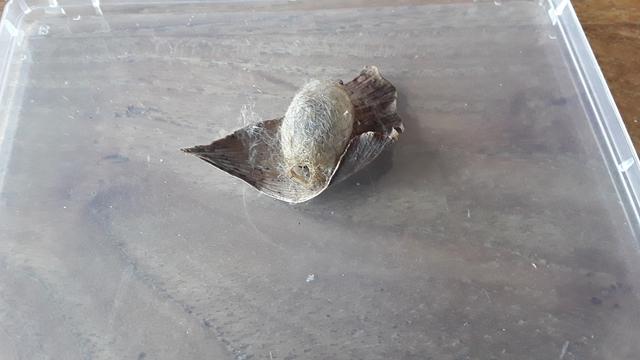 An oval-shaped, hairy cocoon attached to a piece of dried leaf, placed on a flat surface.