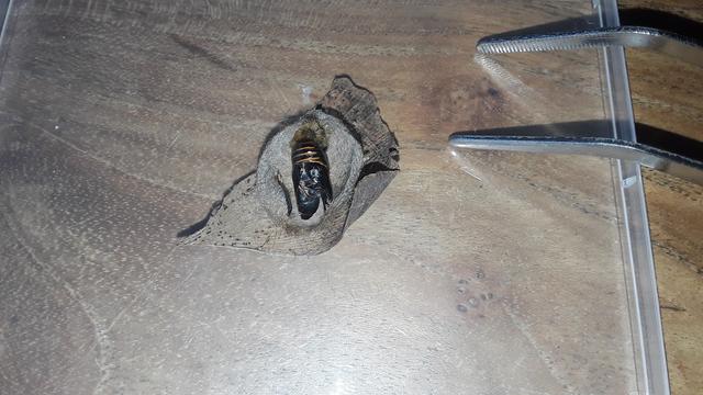 Opened cocoon, containing dark brown and yellow striped exuviae of the emerged moth.