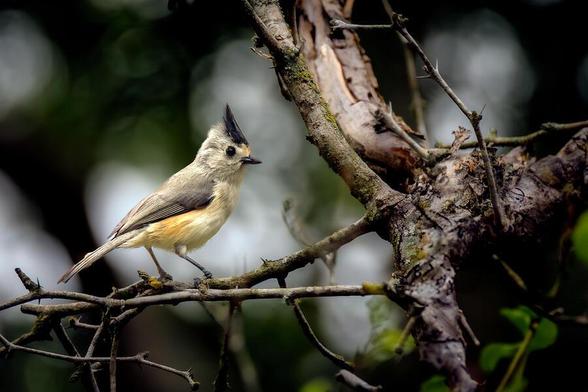 A small bird with a distinct crest perches on a bare branch, surrounded by a blurred, green woodland background. The textured bark and twisting branches create a natural setting that highlights the bird's delicate features. Photography by Debra Martz