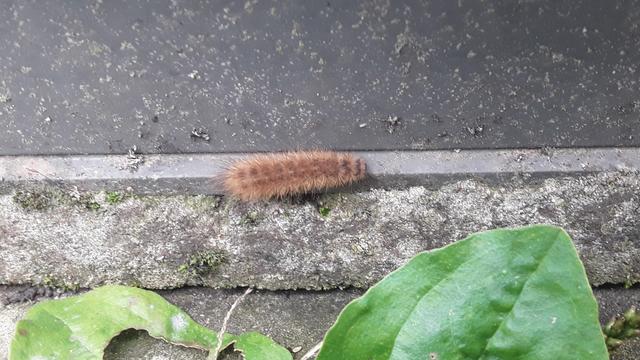 A very hairy reddish-brown caterpillar on a concrete surface.