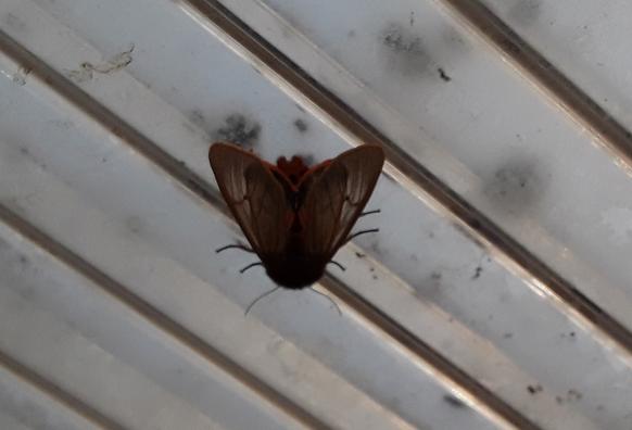 A moth with reddish-brown wings and an orange abdomen, though the colors are not clearly visible due to the moth being on a transparent surface with backlighting.