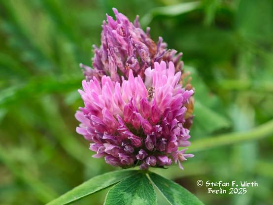 © S.F. Wirth, Berlin, near tram railway station Seestraße, May 2025