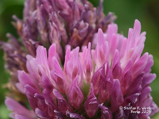 © S.F. Wirth, Berlin, near tram railway station Seestraße, May 2025