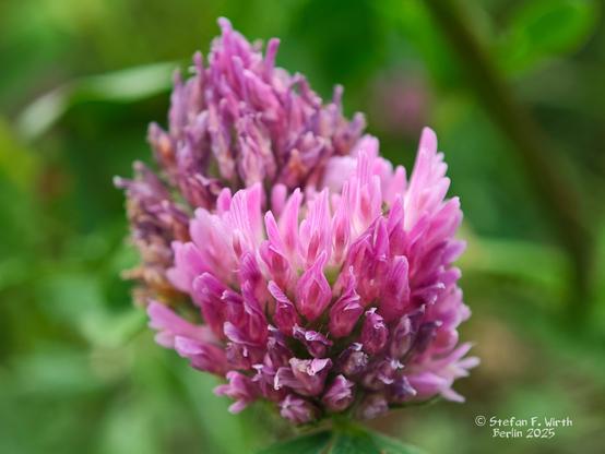 © S.F. Wirth, Berlin, near tram railway station Seestraße, May 2025