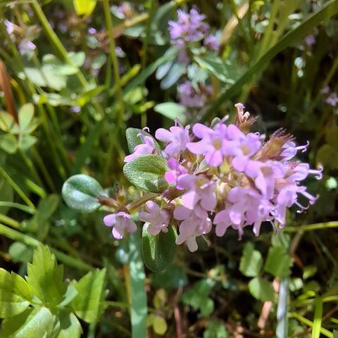 Close-up of wild thyme (Thymus pulegioides, Feld-Thymian) in bloom, showing small, clustered pinkish-purple flowers and oval, aromatic green leaves. The plant grows low to the ground amid surrounding meadow vegetation in bright sunlight.