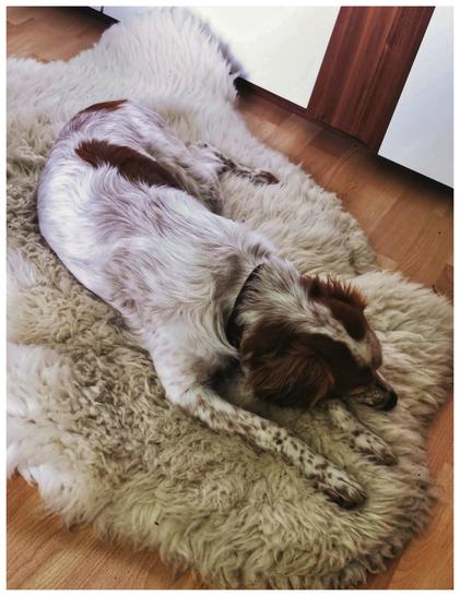 Die Aufnahme zeigt einen braun-weiß gescheckten Jagdhund, der ausgestreckt vor einem braun-weißen Schrank auf einem Schaffell liegt. Die Farben des Hundes sind nahezu gleich den Schrankfarben.