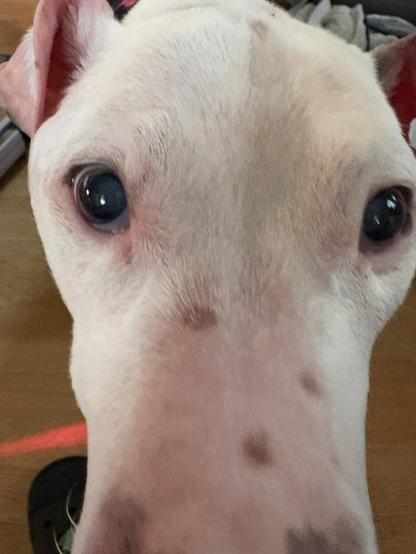 Extreme closeup of dog face
