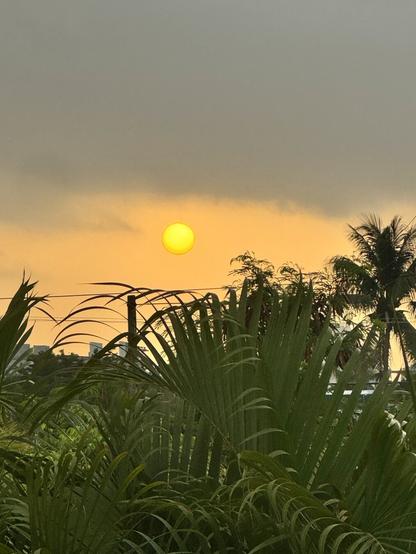 A vivid sunrise in Santo Domingo, Dominican Republic, where the sun appears as a glowing yellow orb in an orange sky, partially obscured by Saharan Dust. The foreground is filled with lush tropical palm leaves, adding depth to the atmospheric scene.