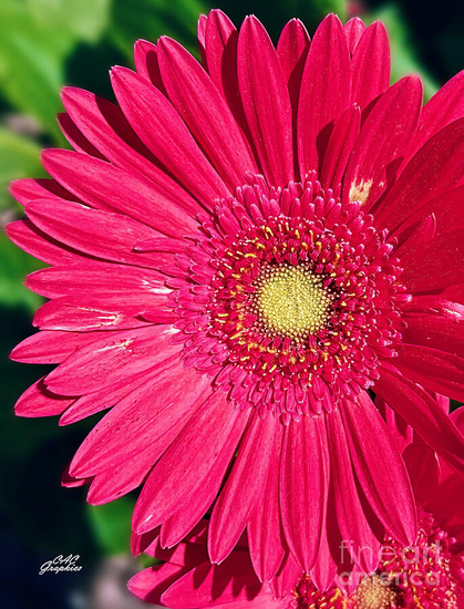 Magenta Pink Gerber Daisy