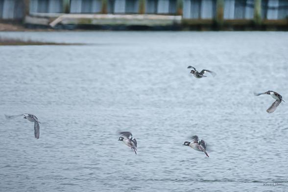 Flock of Bufflehead ducks flying low over Cape May Harbour with wings spread above calm water