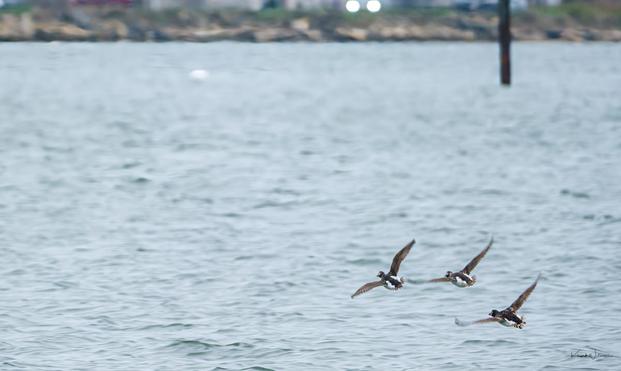 Three Bufflehead ducks in tight formation flight over rippled bay water near coastal shoreline structures