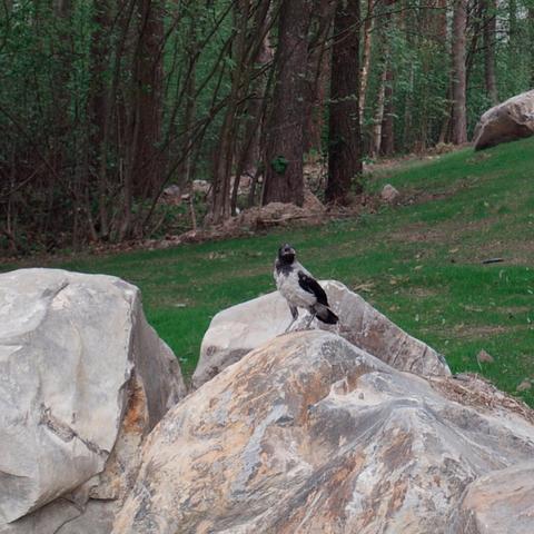 A hooded crow stands on top of a large gray rock, looking at the viewer. Dense trees and a patch of grassy field can be seen behind the rocks.