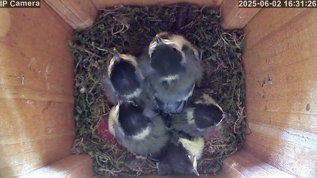 Five almost fully feathered nestlings huddled together inside a wooden nest box.
