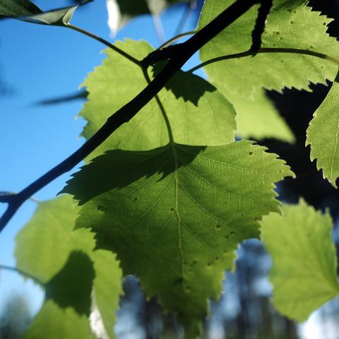 Close-up of vibrant green leaves with serrated edges, backlit by sunlight. Clear blue sky and some trees can be seen behind.