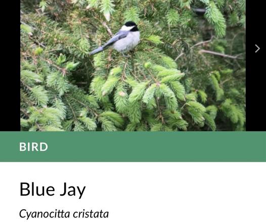 A screenshot from the Seek app which incorrectly identifies a Black-capped Chickadee as a Blue Jay