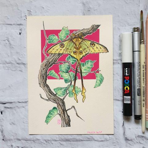 A small drawing of a Madagascan moon moth, a yellow green moth with brown spots and very long tails. It is sitting on a branch and has dark pink background.
The Madagascan moon moth also known as the comet moth is native to the rain forests of Madagascar. The adult moth cannot feed and only lives for 4 to 5 days.
An original art work
Colour pencil and mixed media on acid free toned artist paper
5 by 7 inches (12.7 by 17.8 cm).
Sold unframed