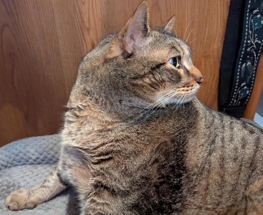 Waffles the three-legged, chonky, tabby cat, sitting on his bed, looking back over his shoulder, in profile.