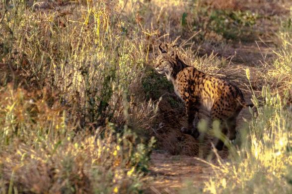Lince ibérico en Doñana - Anne and Saturnino Miranda vía Pixabay