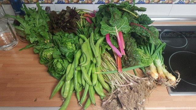 Contenido de la cesta de la semana sobre una encimera de cocina.
En la parte oscura hay un grupo de lechugas pequeñas. Con una radichetta, una hoja de roble y tres tipo cogollos de Tudela.
Más al centro, delante, un montón de habas y uno de ajetes. Y detrás, acelgas rojas y amarillas.
A la derecha, un manojo de cebollas.