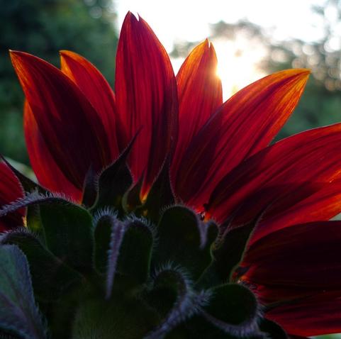 red sunflower